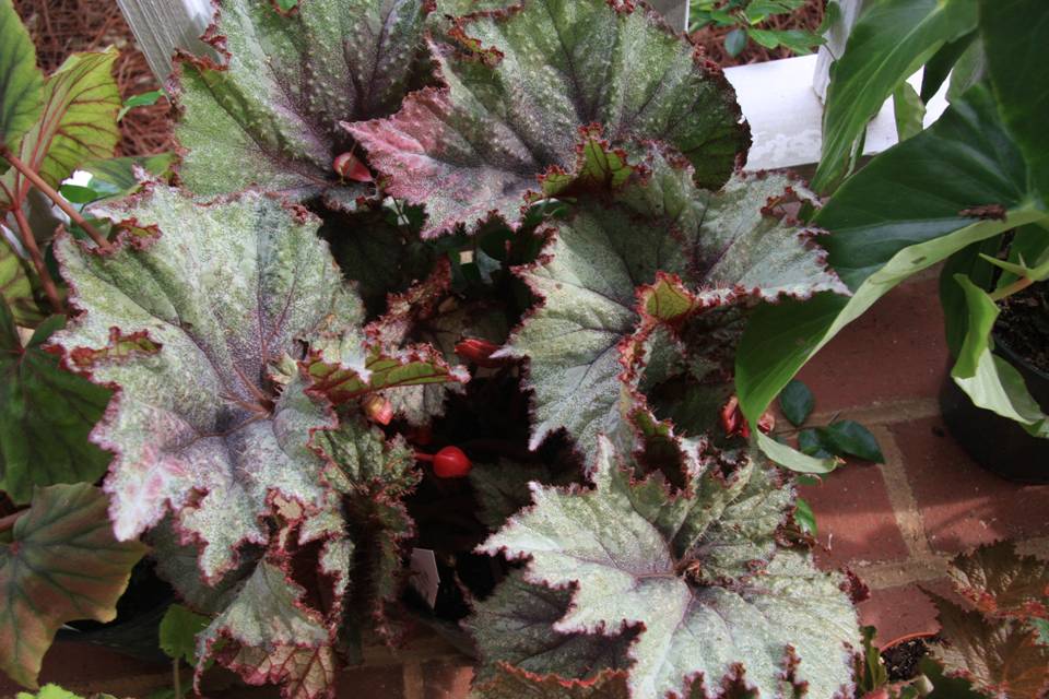 B. ‘Memory Alma Crawford’